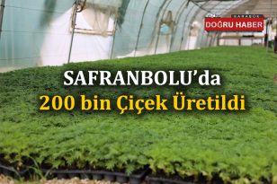 SAFRANBOLU’DA 200 BİN ÇİÇEK ÜRETİLDİ